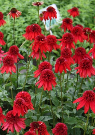 ECHINACEA purpurea  Summer Cherry